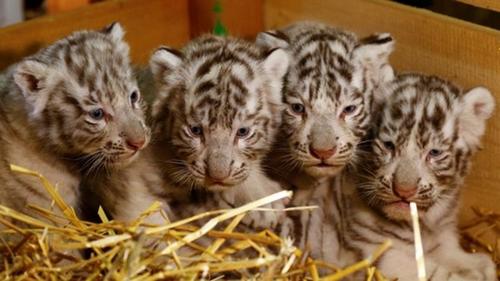 奥地利白色动物园迎来白虎四胞胎 萌化人心(图)
