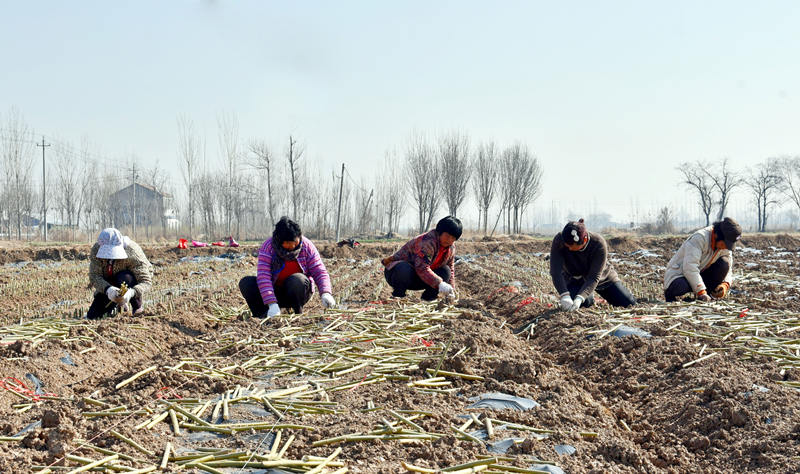 蔡王村村民在流转的1000余亩土地上开展杞柳种植插苗。（摄影  曹曼曼）
