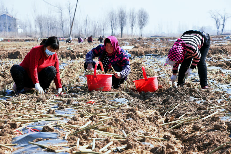 蔡王村村民在流轉的1000余畝土地上開展杞柳種植插苗。（攝影 曹曼曼）