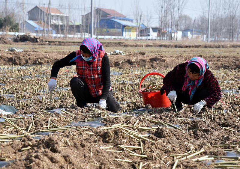 蔡王村村民在流轉的1000余畝土地上開展杞柳種植插苗。（攝影  曹曼曼）
