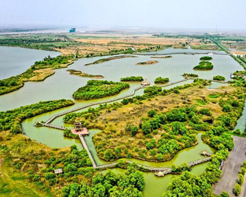 山東：黃河三角洲修復濕地近30萬畝 生物多樣性顯著提升