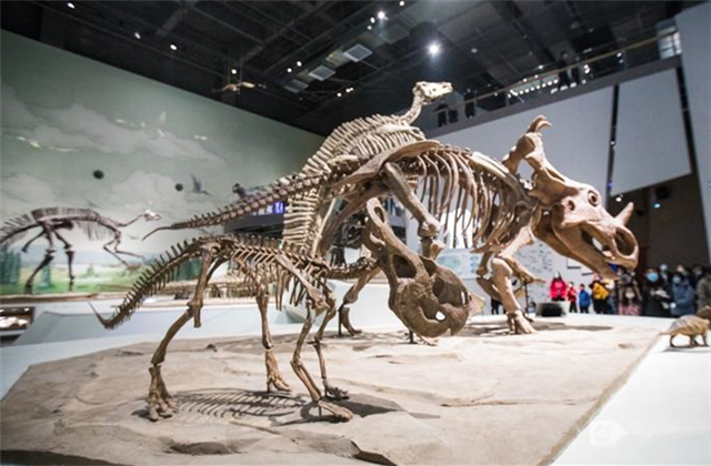 濟南來了一群恐龍！8米高的巨型山東龍亮相山東博物館