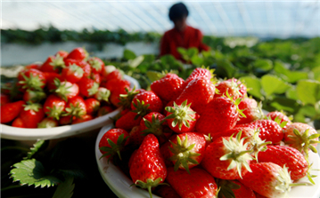 濟南：小草莓結出“致富果”