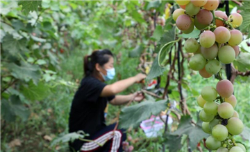 山東濱州：水果産業托起群眾致富夢