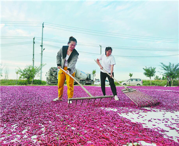 菏澤鄆城：辣椒豐收別樣紅