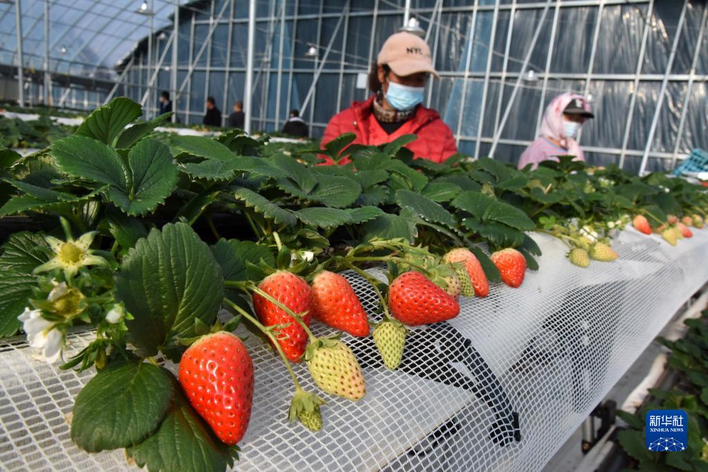 山東平度：“春節訂單”草莓上市