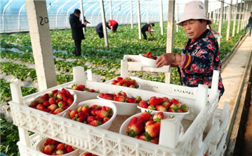 山東東平：草莓收穫忙