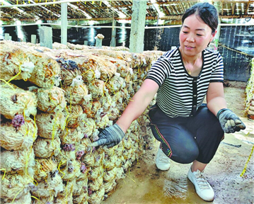 菏泽曹县：小木耳带来大产值