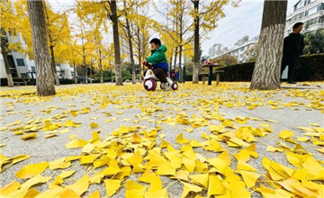 濰坊多個小區落葉緩掃，留住浪漫金黃