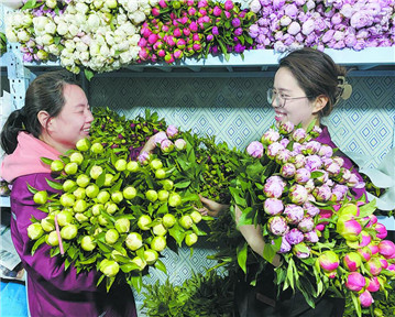 山东菏泽：花卉产业 美丽绽放