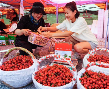 山東五蓮：櫻桃種植助農增收
