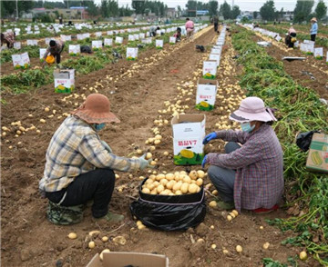 山东滕州：马铃薯收获忙