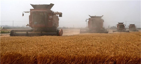 山東：機收小麥 減損增産